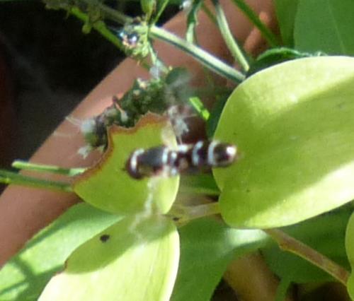 Syritta pipiens